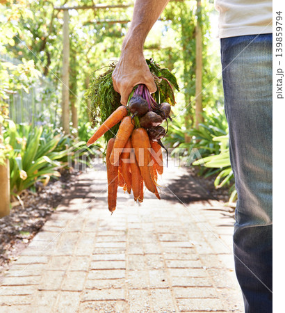 Person, hand and carrots or farming vegetables for agriculture nutrition as harvest, growth or production. Fingers, beetroot and healthy with plants for gardening or fresh food, eco or small business Person, hand and carrots or farming vegetables for agriculture nutrition as harvest, growth or production. Fingers, beetroot and healthy with plants for gardening or fresh food, eco or small business 139859794