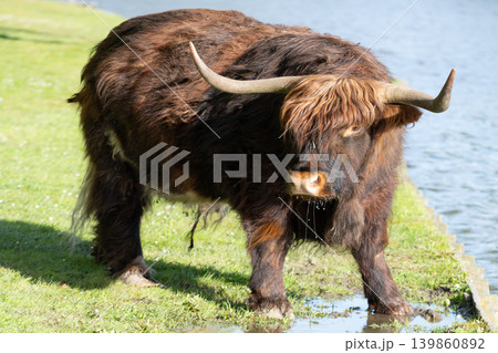 Close Up Portrait of Scottish Highland Cow Close Up Portrait of Scottish Highland Cow 139860892