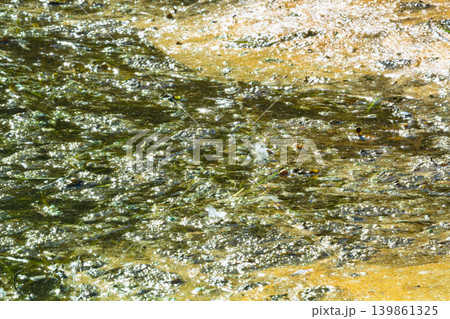 Algae polluted water. 139861325