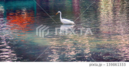 Great white egret hunting for small fish Great white egret hunting for small fish 139861333