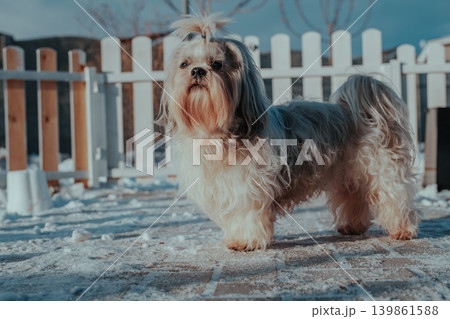 Shih tzu dog standing at the fence and guards the cottage at winter 139861588