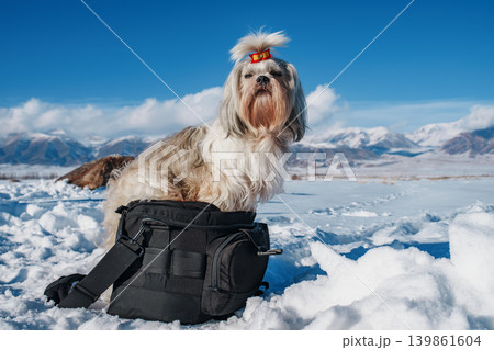 Shih tzu dog with bow sitting on big black bag, winter cold concept Shih tzu dog with bow sitting on big black bag, winter cold concept 139861604