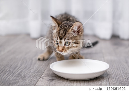 Kitten drinking milk from white bowl on wooden floor in soft natural light Kitten drinking milk from white bowl on wooden floor in soft natural light 139861691