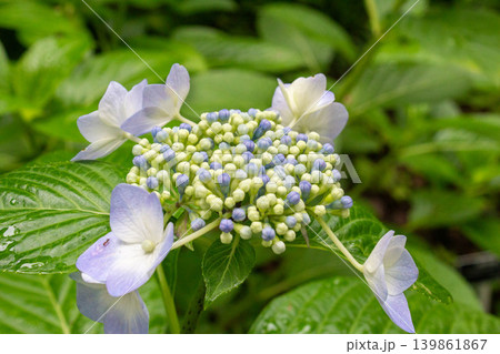 アジサイの花（エゾ絞り） 139861867