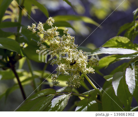 Clusters of red elderberry fruits on Sambucus racemosa plant Clusters of red elderberry fruits on Sambucus racemosa plant 139861902