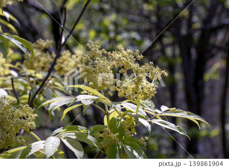Red elderberry Sambucus racemosa branches with berries in botanical garden Red elderberry Sambucus racemosa branches with berries in botanical garden 139861904