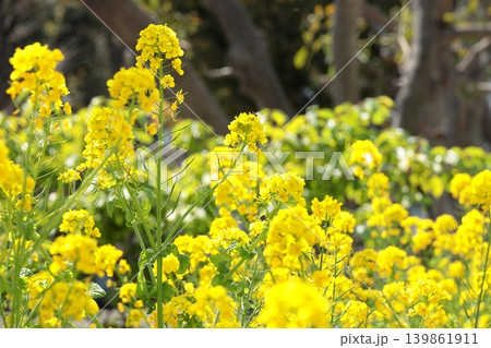 菜の花のクローズアップ 139861911