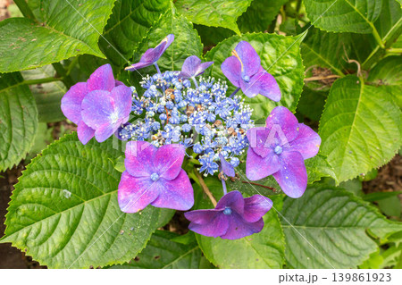 アジサイの花 139861923