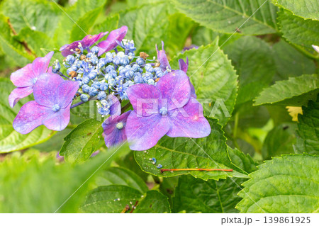 アジサイの花 アジサイの花 139861925