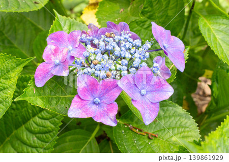 アジサイの花 アジサイの花 139861929