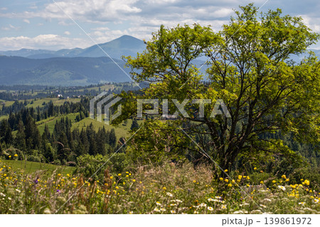 Summer Chornohora massiv mountains scenery view from Sevenei hill (near Yablunytsia pass, Carpathians, Ukraine.) 139861972