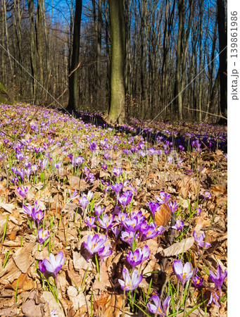 Violet Crocus heuffelianus (Crocus vernus) flowers in spring forest. Violet Crocus heuffelianus (Crocus vernus) flowers in spring forest. 139861986