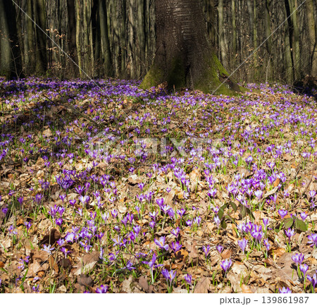 Violet Crocus heuffelianus (Crocus vernus) flowers in spring forest. Violet Crocus heuffelianus (Crocus vernus) flowers in spring forest. 139861987
