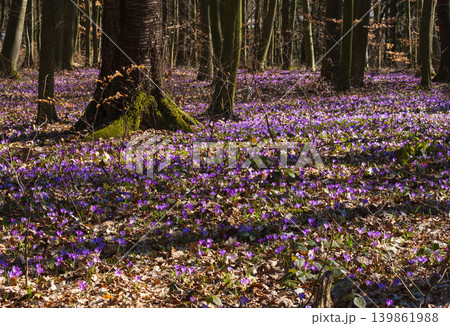 Violet Crocus heuffelianus (Crocus vernus) flowers in spring forest. Violet Crocus heuffelianus (Crocus vernus) flowers in spring forest. 139861988