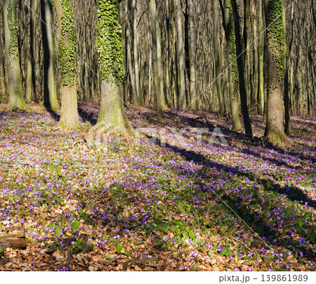 Violet Crocus heuffelianus (Crocus vernus) flowers in spring forest. Violet Crocus heuffelianus (Crocus vernus) flowers in spring forest. 139861989