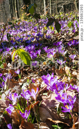 Violet Crocus heuffelianus (Crocus vernus) flowers in spring forest. Violet Crocus heuffelianus (Crocus vernus) flowers in spring forest. 139861993
