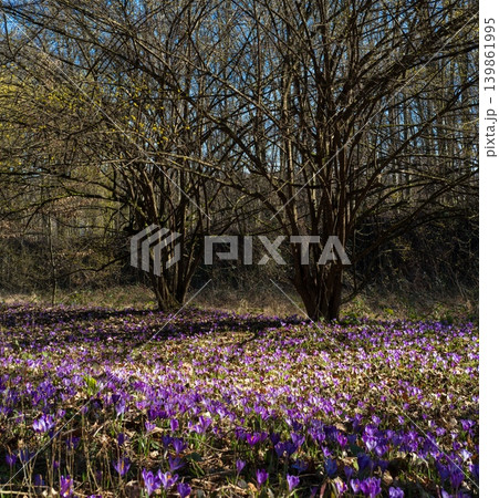 Violet Crocus heuffelianus (Crocus vernus) flowers in spring forest. Violet Crocus heuffelianus (Crocus vernus) flowers in spring forest. 139861995