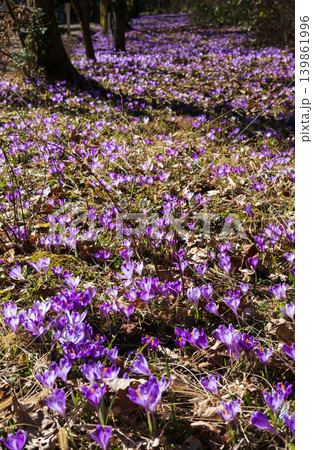 Violet Crocus heuffelianus (Crocus vernus) flowers in spring forest. Violet Crocus heuffelianus (Crocus vernus) flowers in spring forest. 139861996