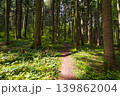 Spring mountain forest path view  (Carpathians, Ukraine.) 139862004