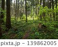 Spring mountain forest path view  (Carpathians, Ukraine.) 139862005