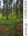 Spring mountain forest path view  (Carpathians, Ukraine.) 139862006