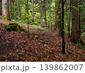 Spring mountain forest path view  (Carpathians, Ukraine.) 139862007