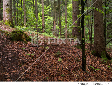 Spring mountain forest path view (Carpathians, Ukraine.) Spring mountain forest path view (Carpathians, Ukraine.) 139862007