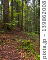 Spring mountain forest path view  (Carpathians, Ukraine.) 139862008