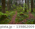 Spring mountain forest path view  (Carpathians, Ukraine.) 139862009