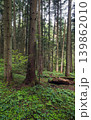 Spring mountain forest path view  (Carpathians, Ukraine.) 139862010