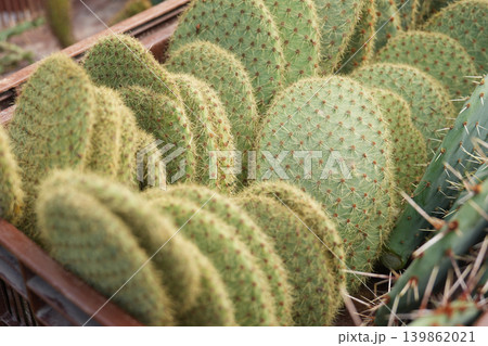 Cactus desert plant succulent botanical nature spines garden macro Cactus desert plant succulent botanical nature spines garden macro 139862021