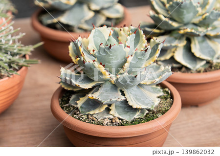 Rare Variegated Agave Kabutogani. Succulent growing in rustic terracotta clay pot. Cactus pot gardening houseplant botanical decoration nature 139862032