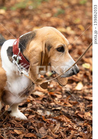 Cute Artesian normand basset dog standing outdoors on autumn forest trail leash Cute Artesian normand basset dog standing outdoors on autumn forest trail leash 139862033