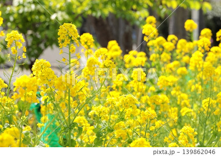 菜の花のクローズアップ 菜の花のクローズアップ 139862046