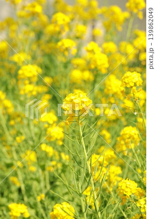 菜の花のクローズアップ タテ位置 菜の花のクローズアップ タテ位置 139862049