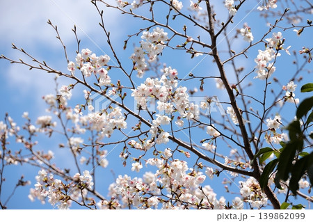 桜の花のクローズアップ 桜の花のクローズアップ 139862099
