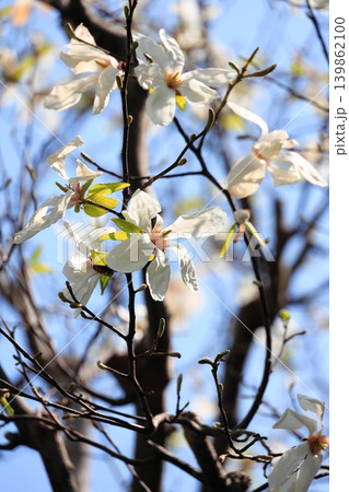 コブシの花のクローズアップ　タテ位置 139862100