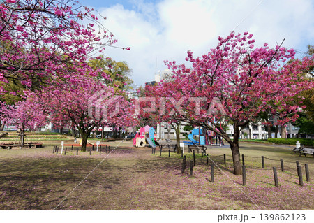 横浜公園の桜 横浜公園の桜 139862123