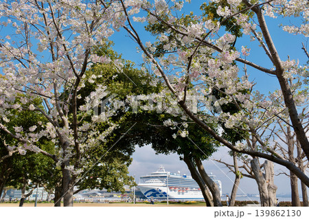 みなとみらい, 山下公園の桜 139862130