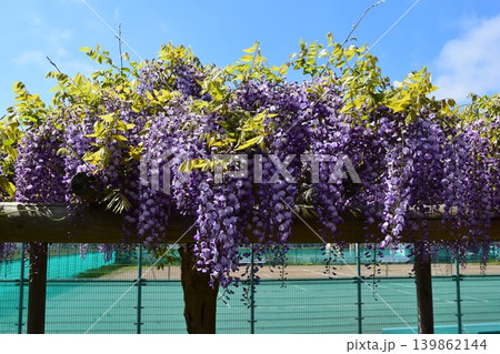 フジの花 139862144