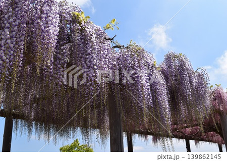 フジの花 139862145