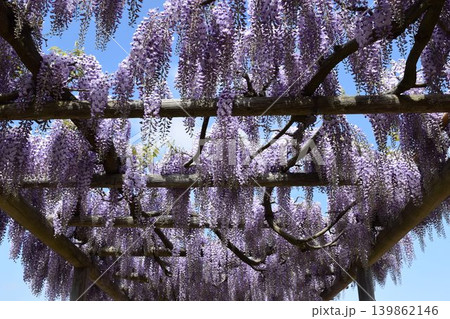 フジの花 フジの花 139862146