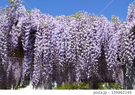 フジの花 139862148