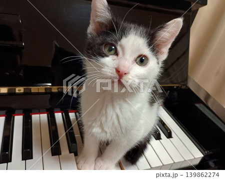 ピアノの鍵盤に座る子猫 ピアノの鍵盤に座る子猫 139862274
