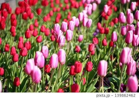 冬咲き 満開 可愛い チューリップの花 冬咲き 満開 可愛い チューリップの花 139862462