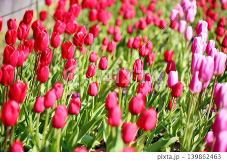 冬咲き 満開 鮮やか チューリップの花 冬咲き 満開 鮮やか チューリップの花 139862463