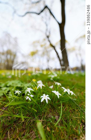 the summer garden on a sunny May morning, alleys of trees and statues, green lawns with flowers, no people the summer garden on a sunny May morning, alleys of trees and statues, green lawns with flowers, no people 139862486