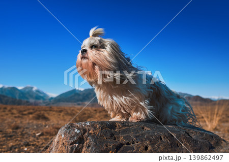 Shih tzu dog with sitting on stone on mountains background Shih tzu dog with sitting on stone on mountains background 139862497