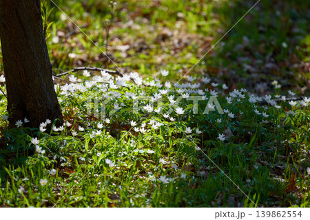 A close up view of white anemone flowers in the first days of spring in a natural park in sunny weather, bright greenery, no people A close up view of white anemone flowers in the first days of spring in a natural park in sunny weather, bright greenery, no people 139862554