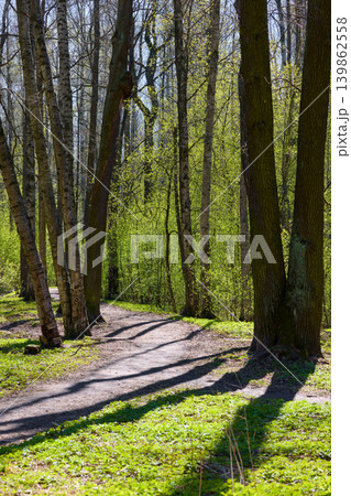 a path through a birch thicket in a spring park at sunset, bright new greenery illuminated by the back light, black tree trunks, fresh foliage a path through a birch thicket in a spring park at sunset, bright new greenery illuminated by the back light, black tree trunks, fresh foliage 139862558